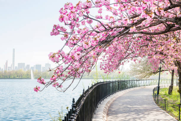 Central Park in Full Bloom